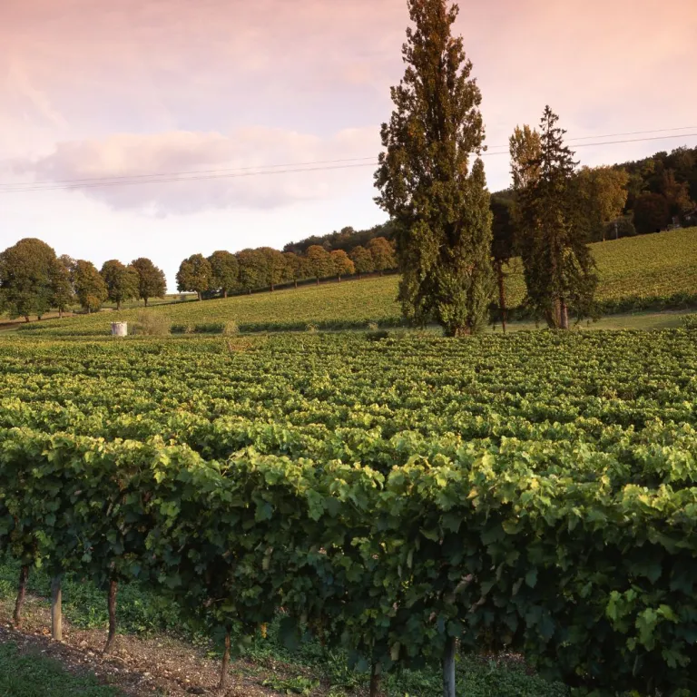 What to do in Charente in autumn?