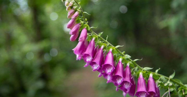 Découvrir la Charente au printemps