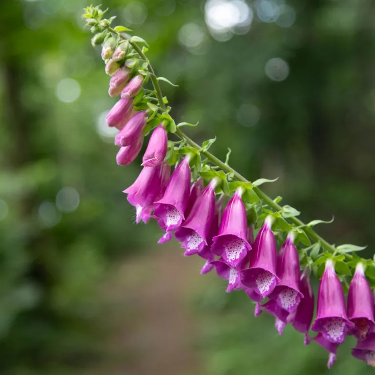 Discover the Charente region in springtime
