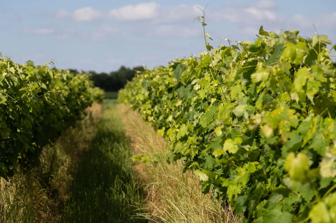 charente autumn