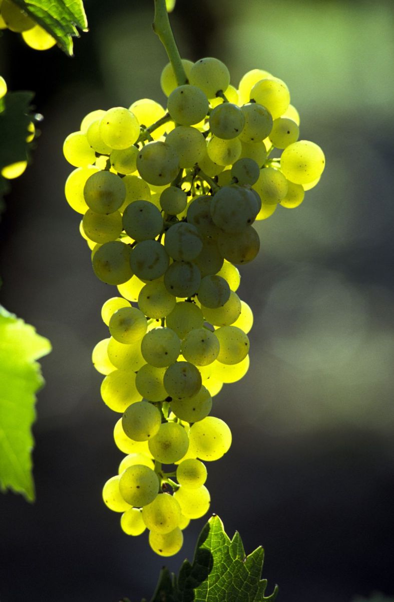 Charente vineyards