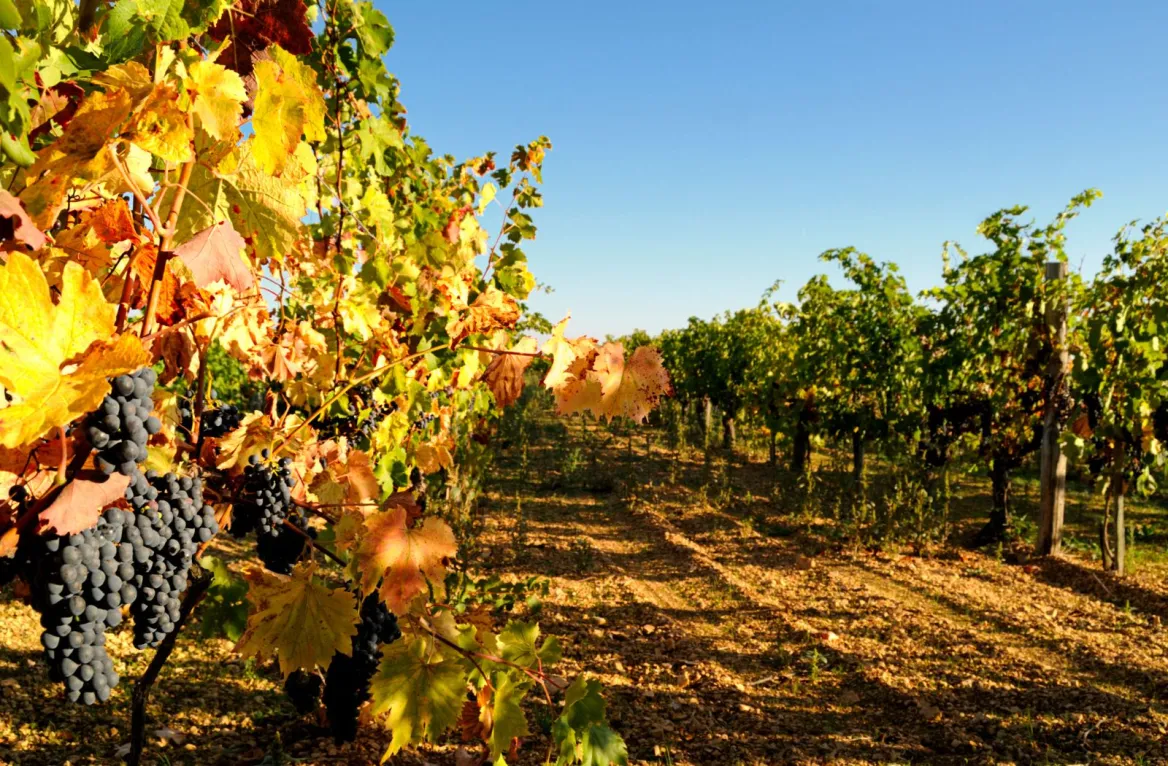 Charente vineyards