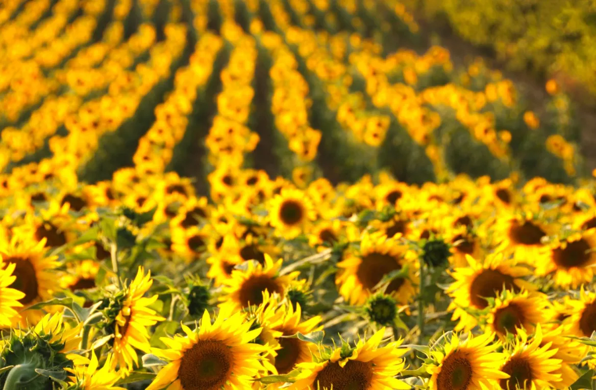 Charente weather