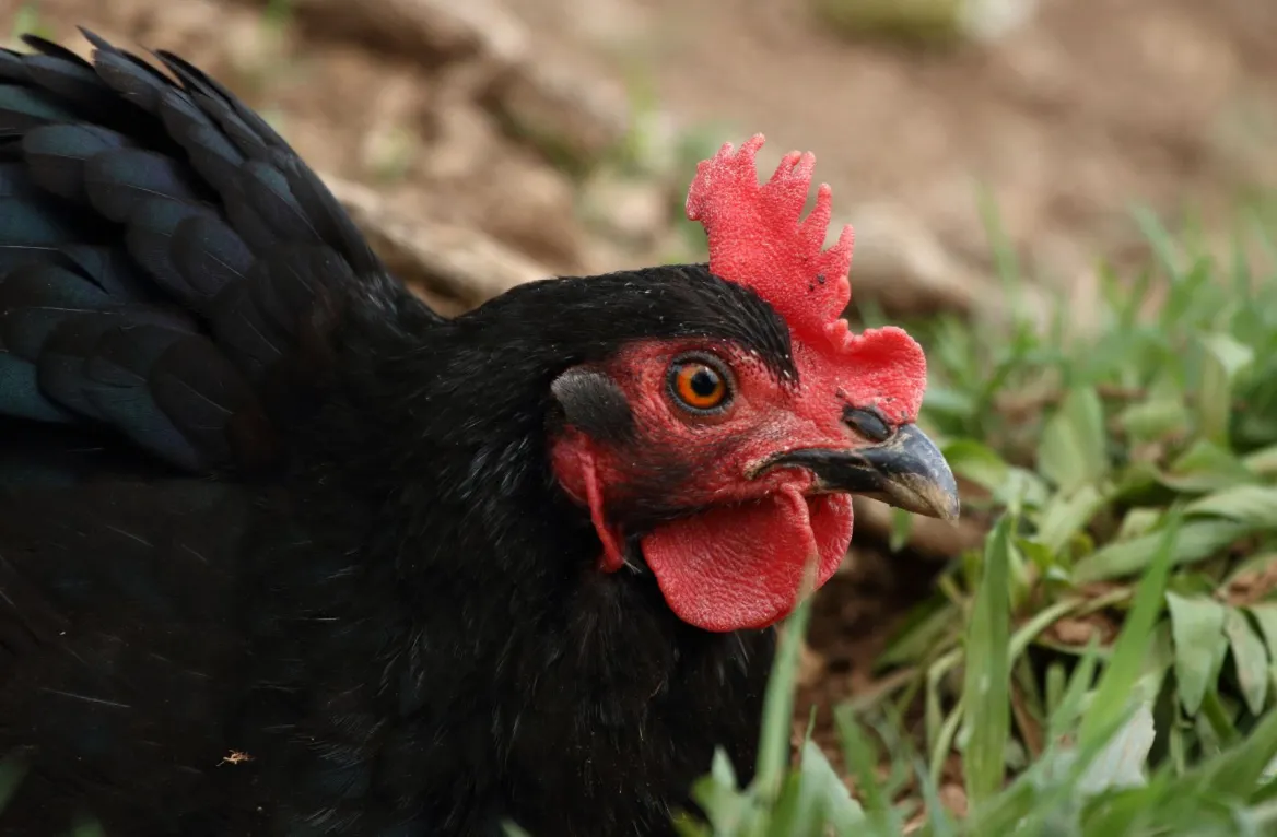 barbezieux hen