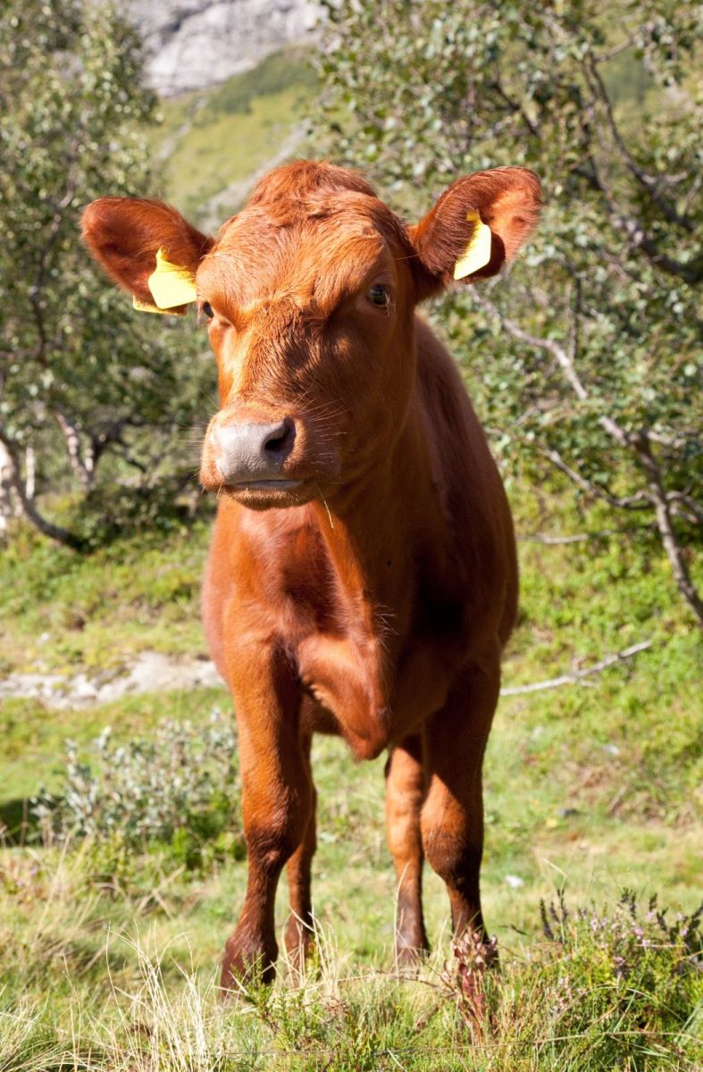calf chalais